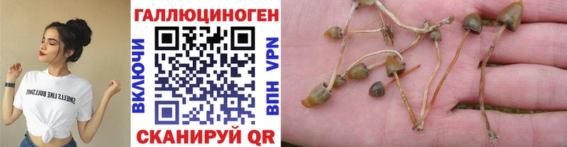 Галлюциногенные грибы Psilocybe Кызыл